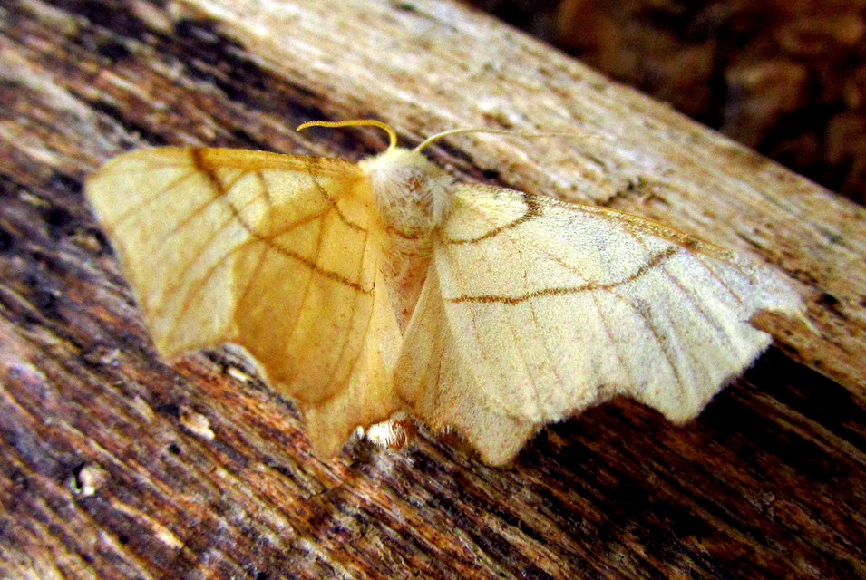 Ennomos erosaria - hársfa-levélaraszoló