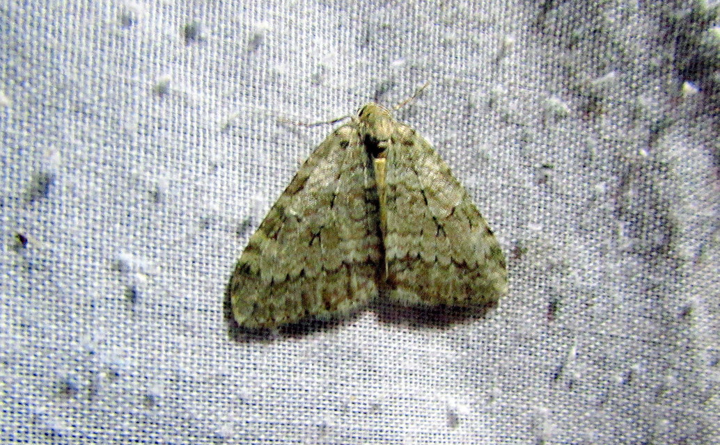 Epirrita christyi/dilutata