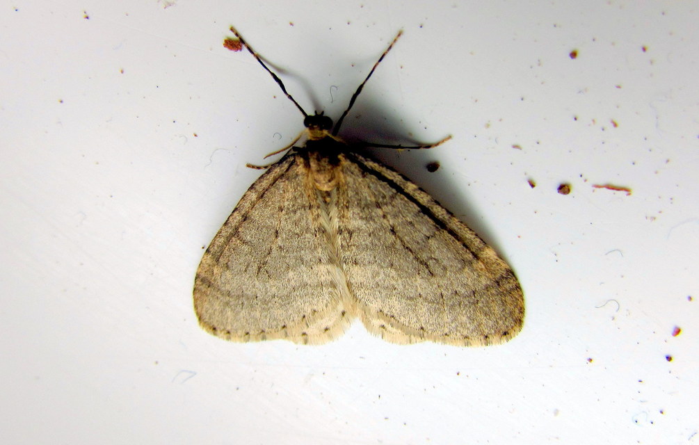 Operophtera brumata - kis téliaraszoló