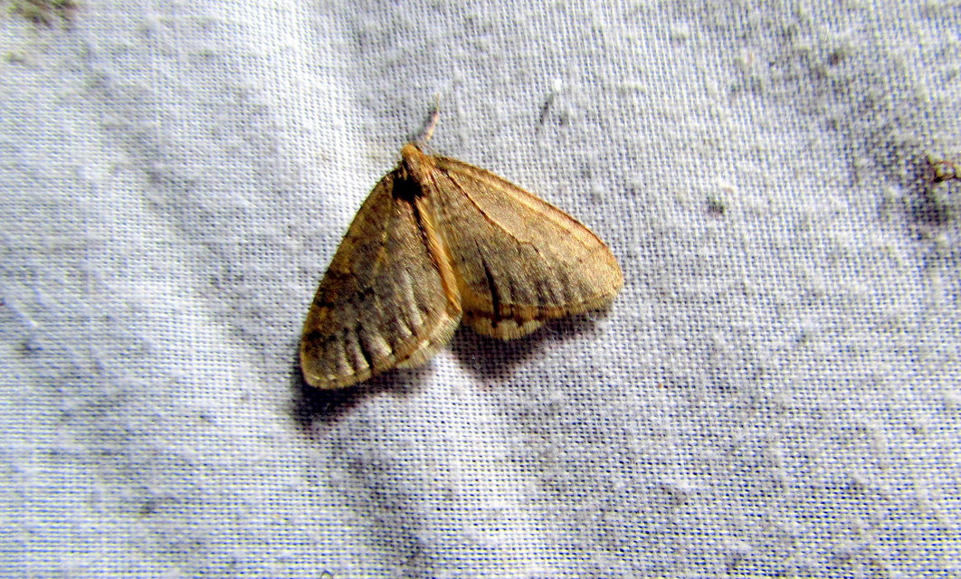 Operophtera brumata - kis téliaraszoló