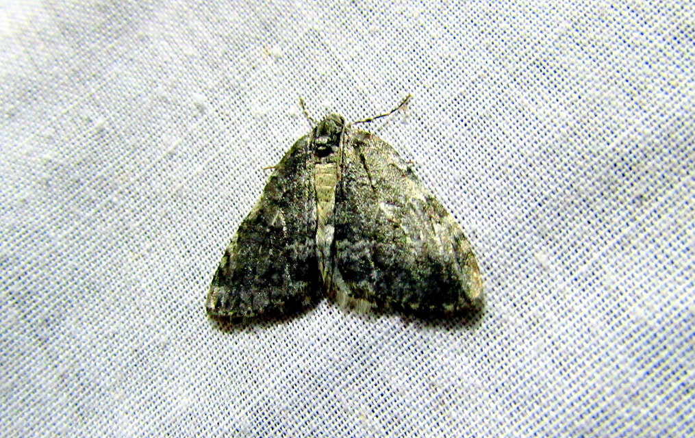 Epirrita christyi/dilutata