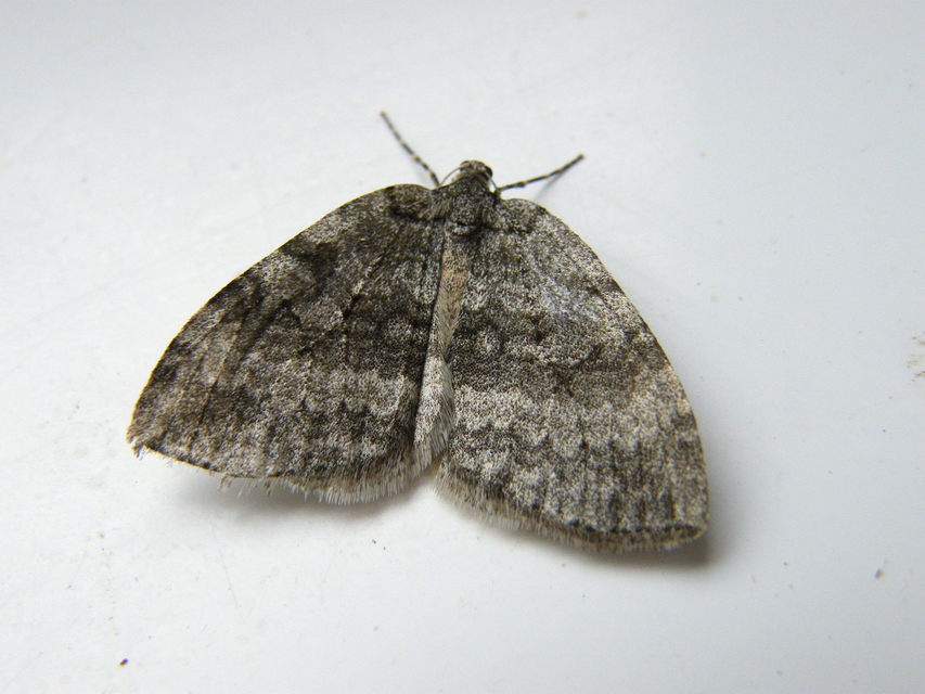 Epirrita christyi/dilutata