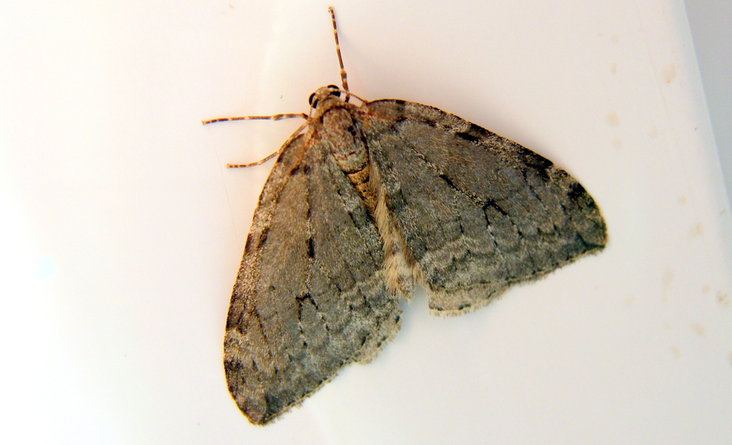 Epirrita christyi/dilutata