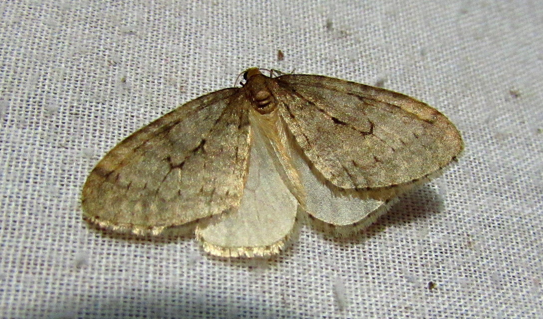 Operophtera brumata - kis téliaraszoló