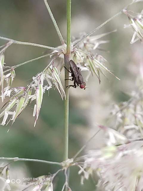 Pherbellia griseola