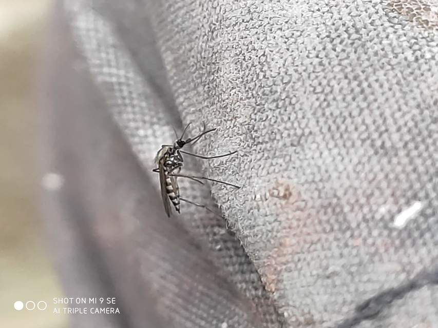 Culicidae - csípőszúnyogok