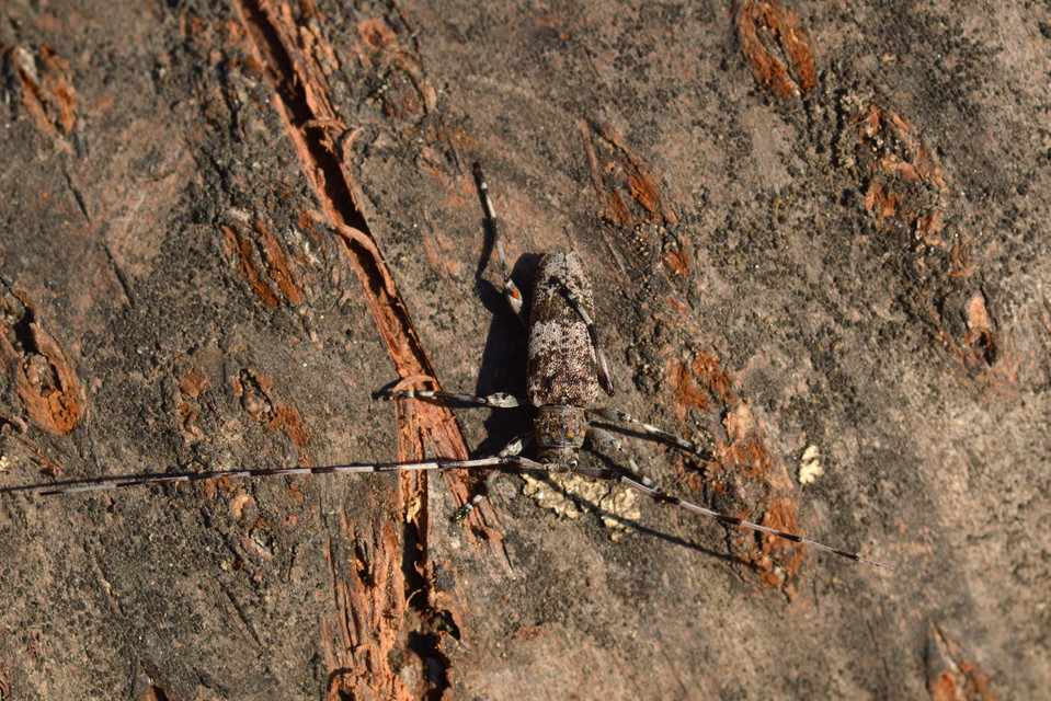 Acanthocinus griseus - szürke daliáscincér