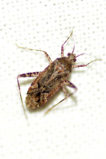 Phytocoris