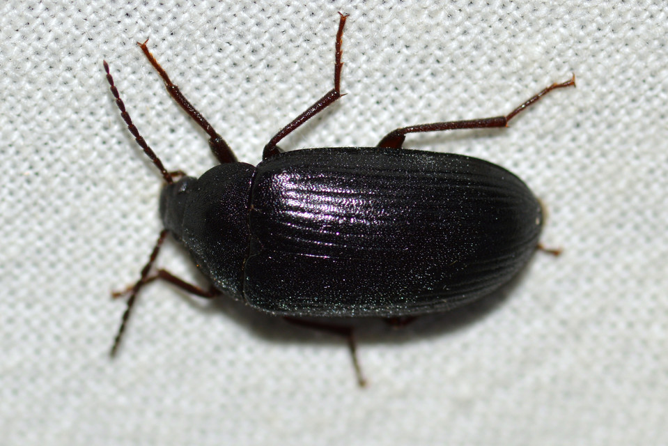 Prionychus melanarius - komor alkonybogár