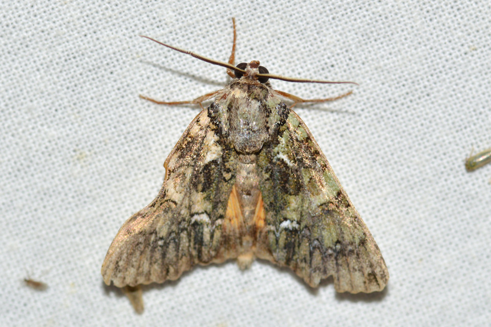 Polyphaenis sericata - selyemfényű erdeibagoly