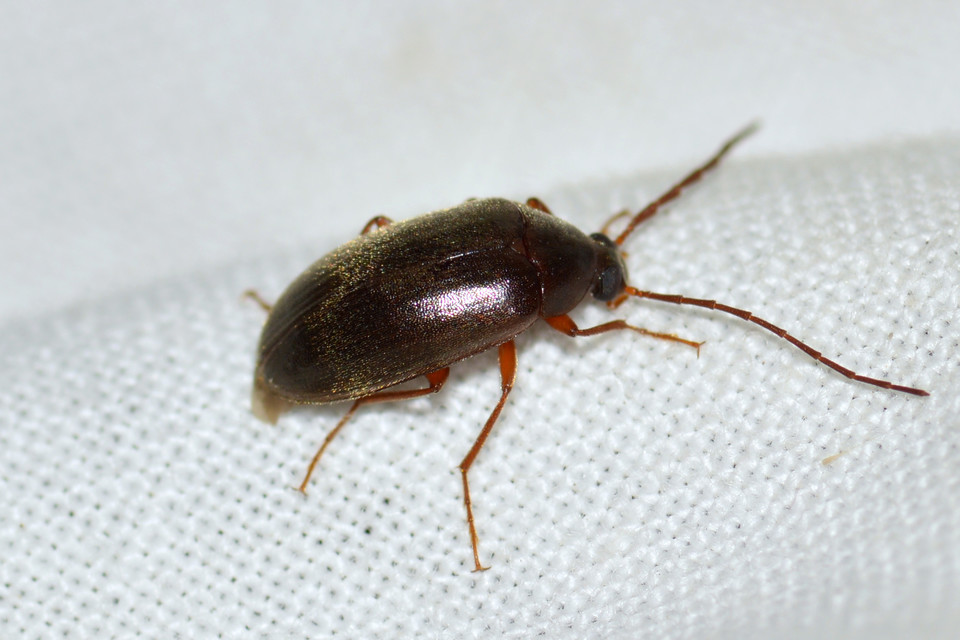 Hymenalia rufipes - rőtlábú alkonybogár