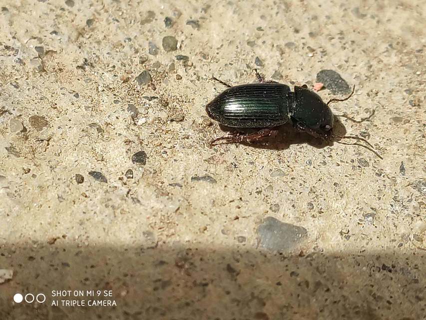 Harpalus affinis - szőrösszárnyú lomhafutó