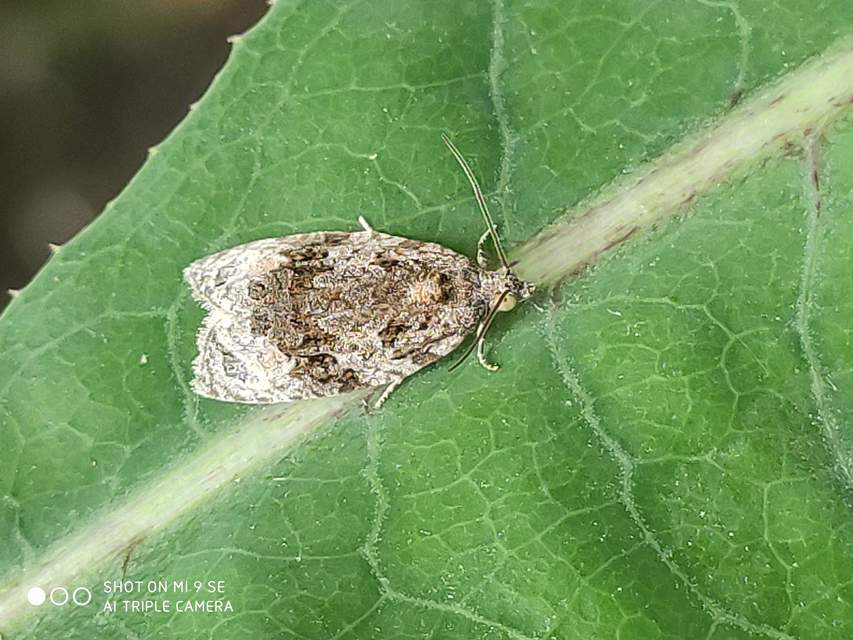 Apotomis lineana - fűzsodró tükrösmoly