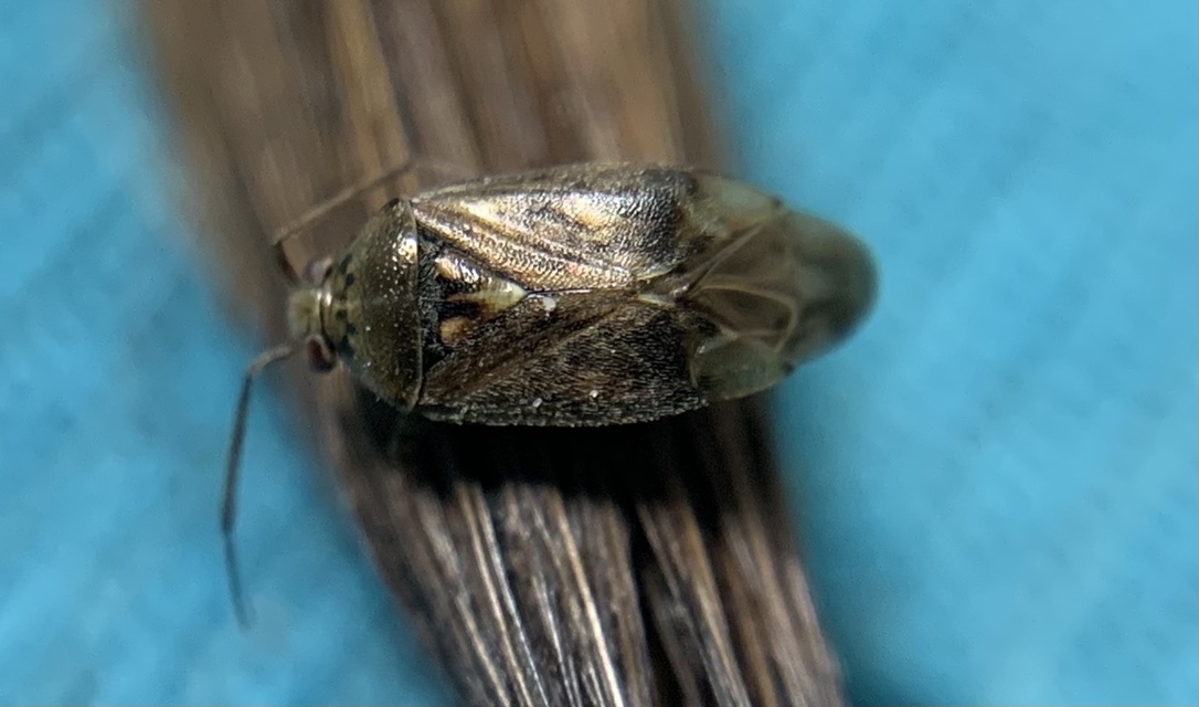 Lygus rugulipennis - molyhos mezeipoloska
