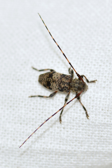 Leiopus nebulosus - öves gesztcincér