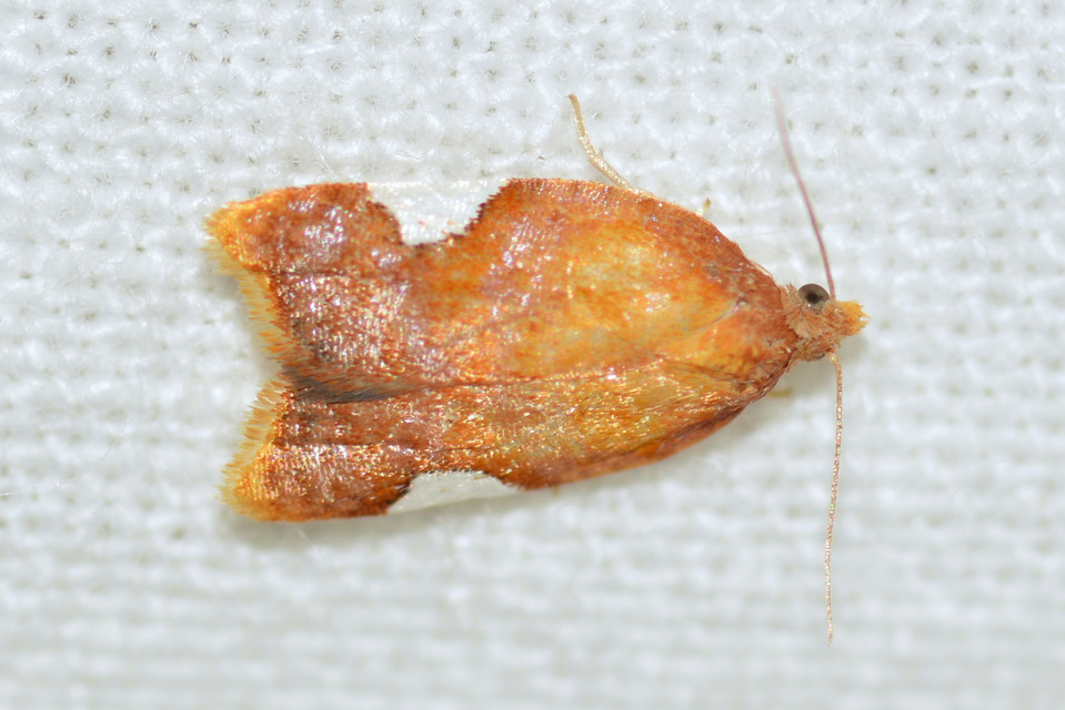 Acleris holmiana - fehérfoltos levélmoly