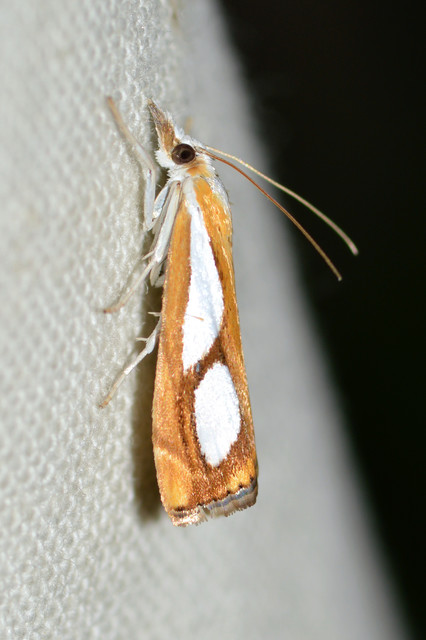 Catoptria pinella - ezüstös fűgyökérmoly