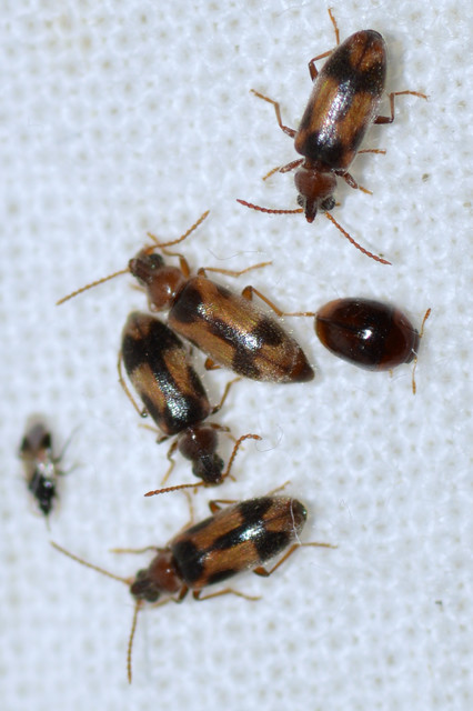 Notoxus monoceros - sárgahasú nyakszarvúbogár