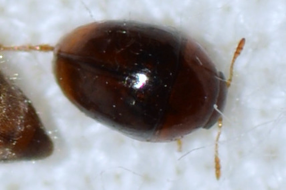 Phalacridae - kalászbogárfélék Phalacridae - kalászbogárfélék