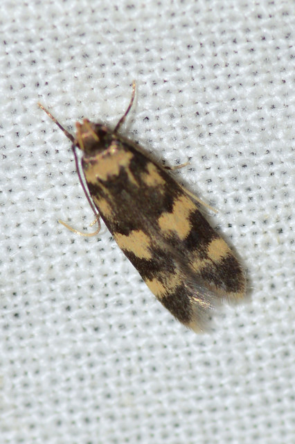 Oegoconia