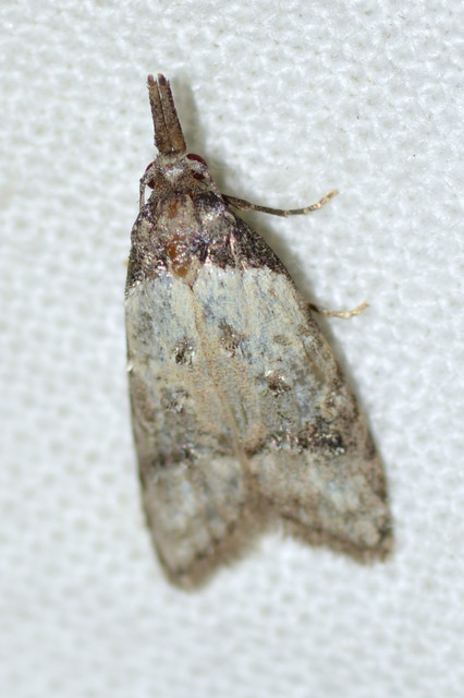 Carposina scirrhosella - közönséges csipkebogyómoly