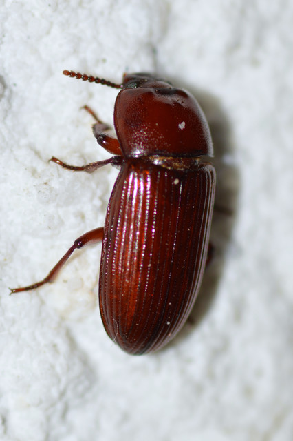 Uloma culinaris - nagy rágványbogár