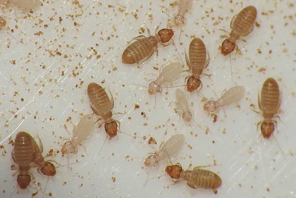 Psocoptera - Fürgetetvek