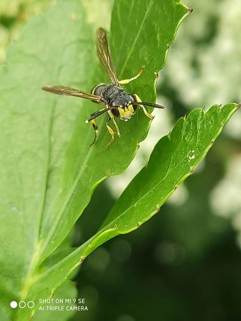 Crabronidae - szitásdarazsak