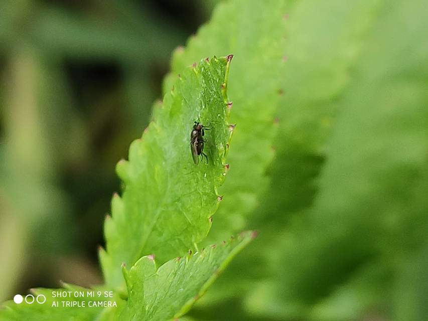 Sphaeroceridae - trágyalegyek