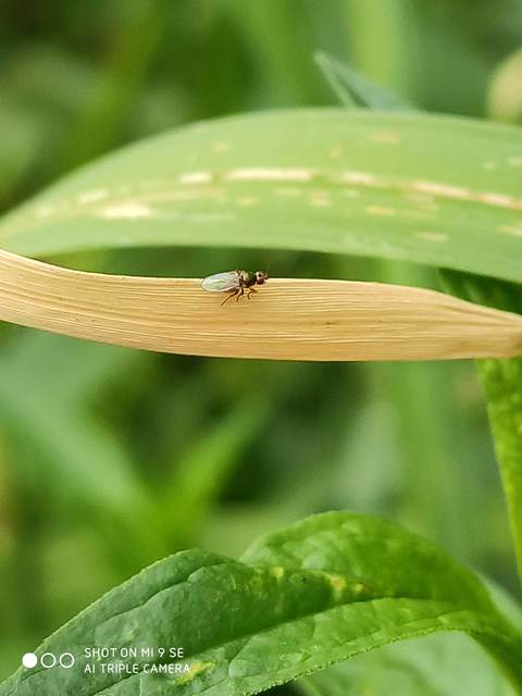 Chloropidae - gabonalegyek
