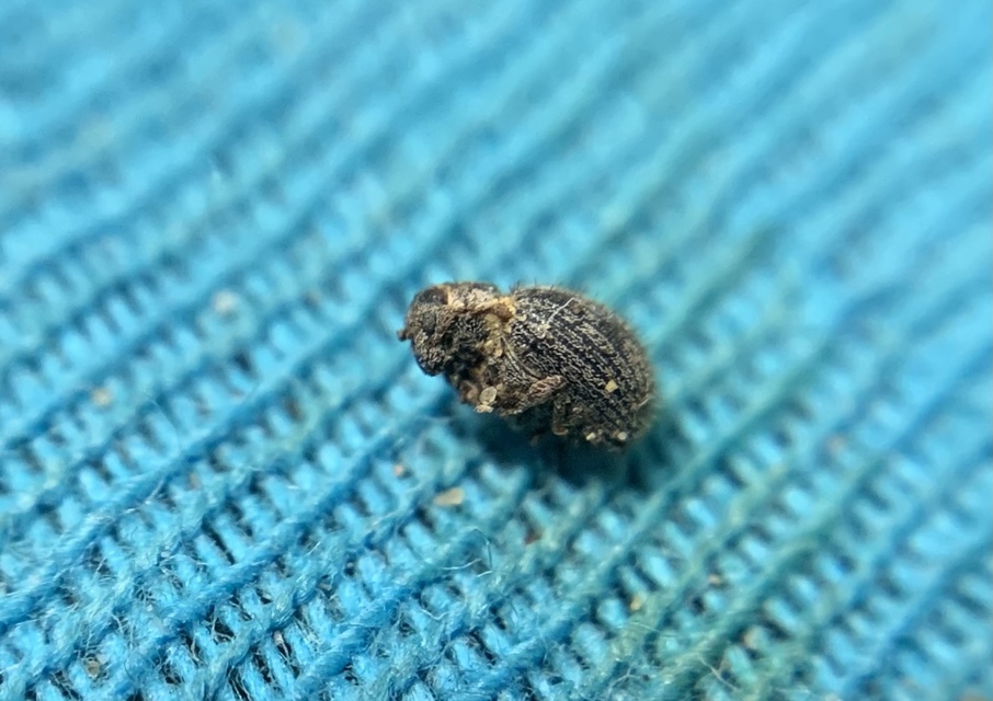 Brachysomus echinatus - tüskés gyepormányos Brachysomus echinatus - tüskés gyepormányos