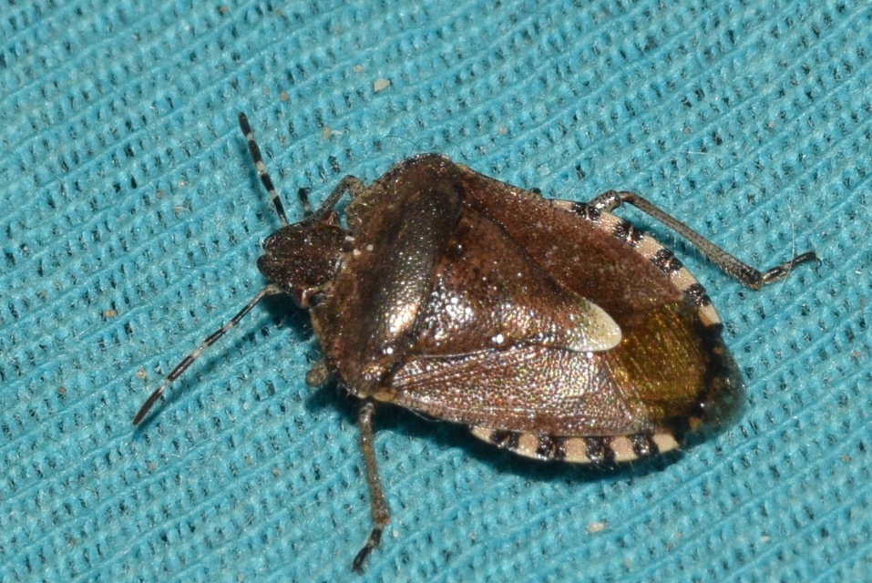 Dolycoris baccarum - közönséges bogyómászó-poloska Dolycoris baccarum - közönséges bogyómászó-poloska