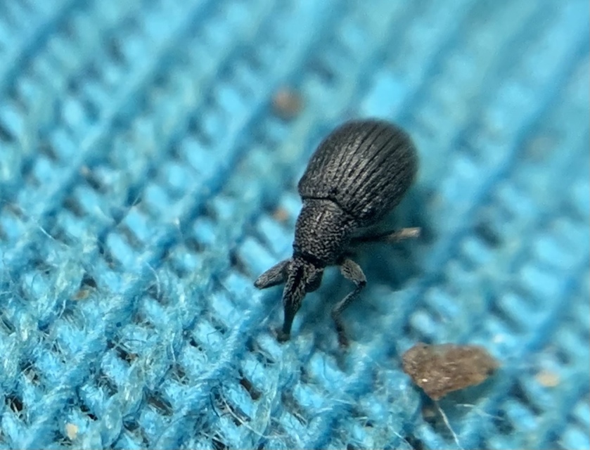 Oxystoma craccae - kaszanyügbükköny-cickányormányos