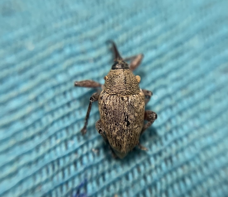 Curculio glandium - tölgymakkzsuzsóka