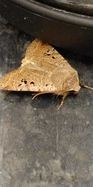 Conistra rubiginosa - szürke télibagoly