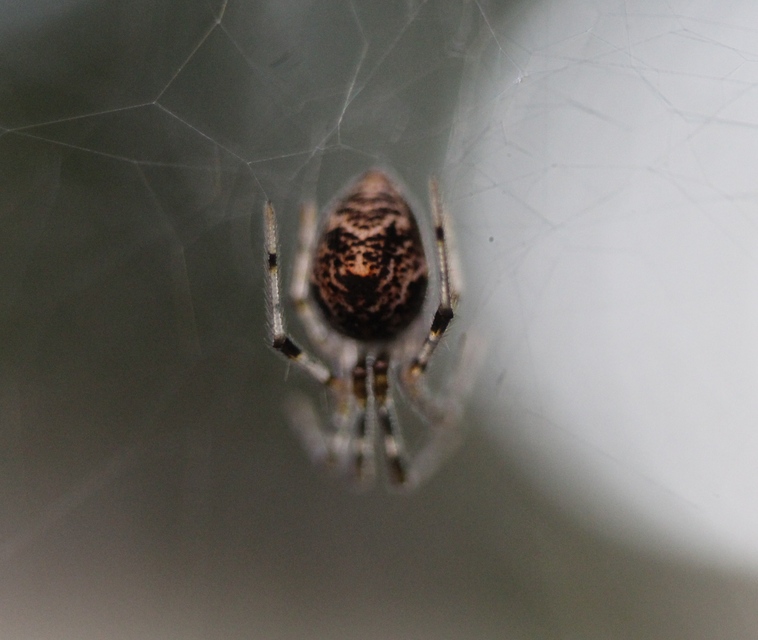 Parasteatoda tepidariorum - üvegházi törpepók