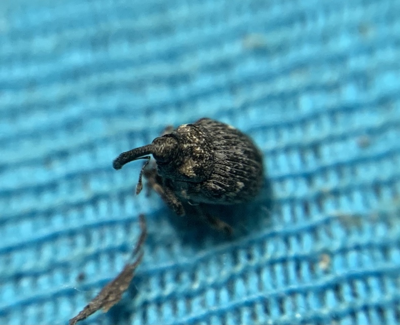 Thamiocolus viduatus - barnás fésűsormányos