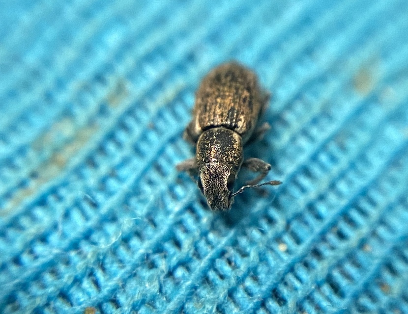Sitona lateralis - iglice-csipkézőbogár