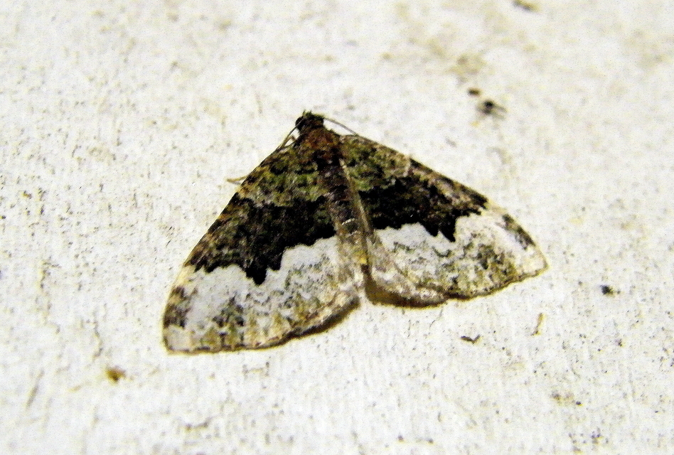 Euphyia biangulata - szegletes tarkaaraszoló