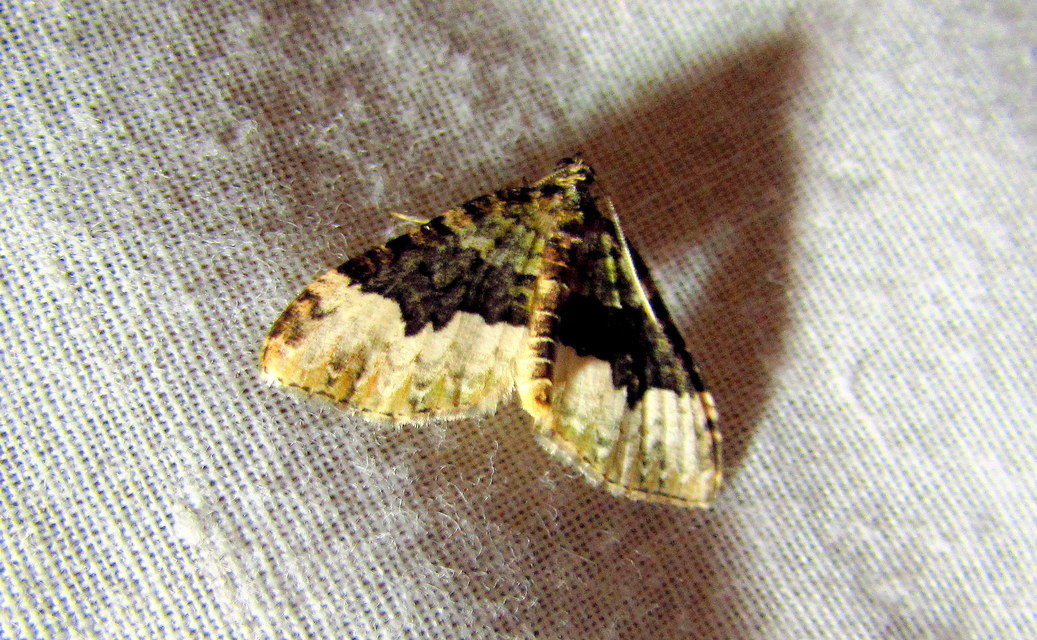 Euphyia biangulata - szegletes tarkaaraszoló