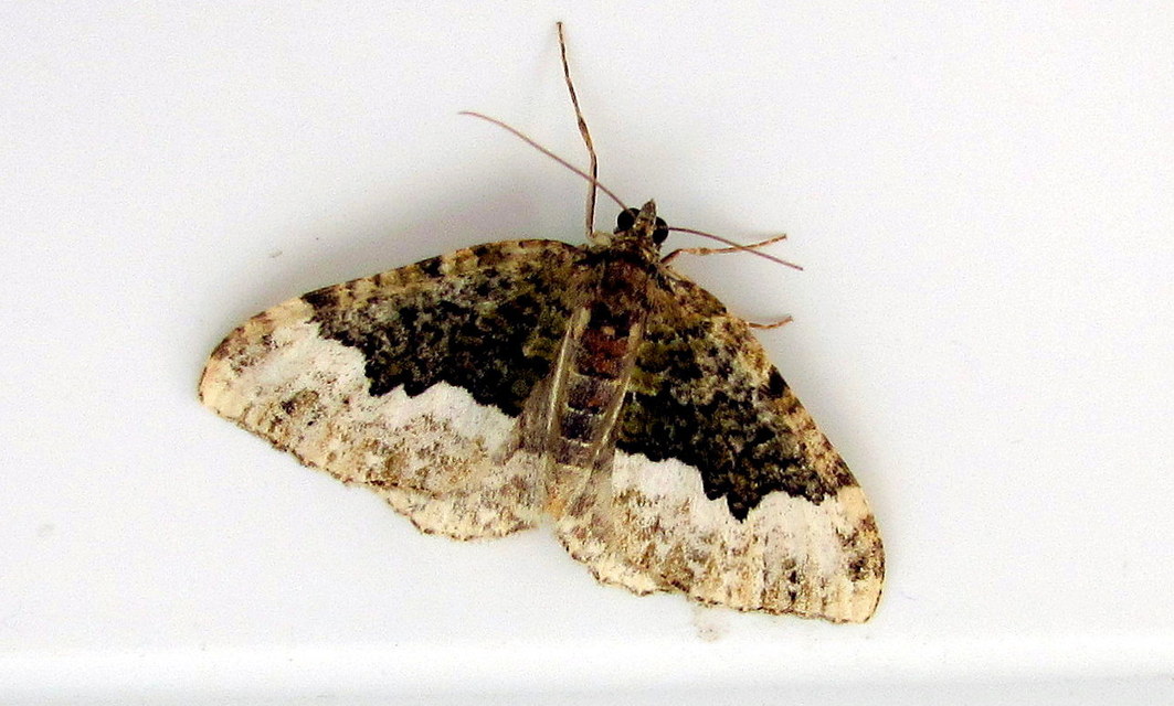 Euphyia biangulata - szegletes tarkaaraszoló
