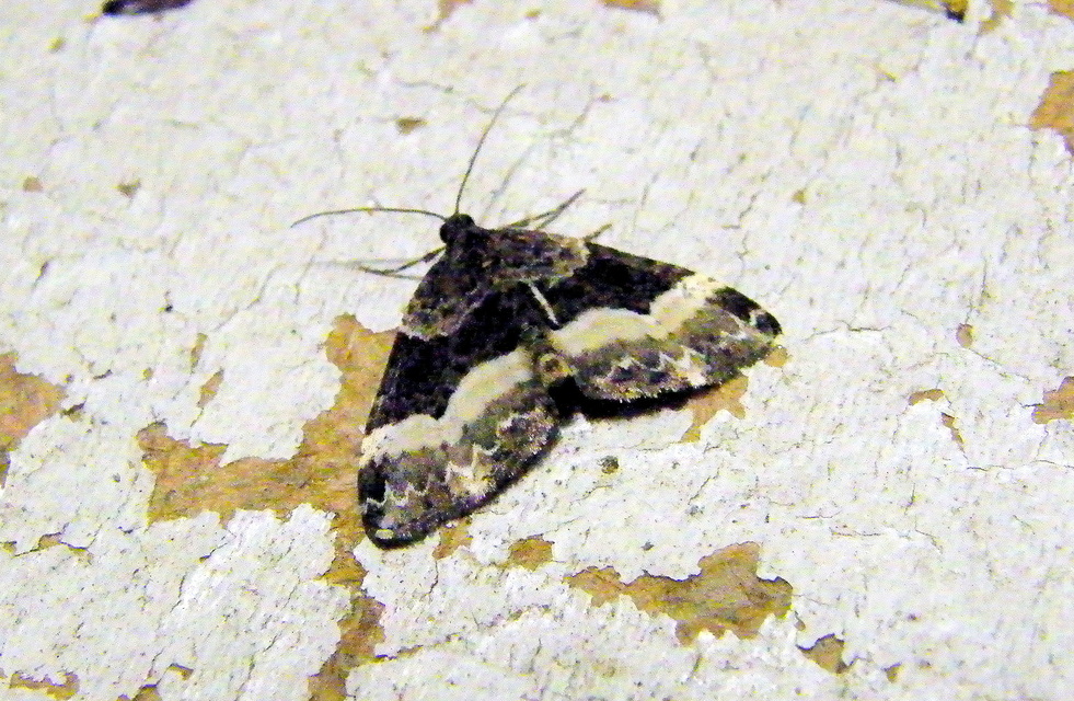 Euphyia unangulata - fogassávú tarkaaraszoló