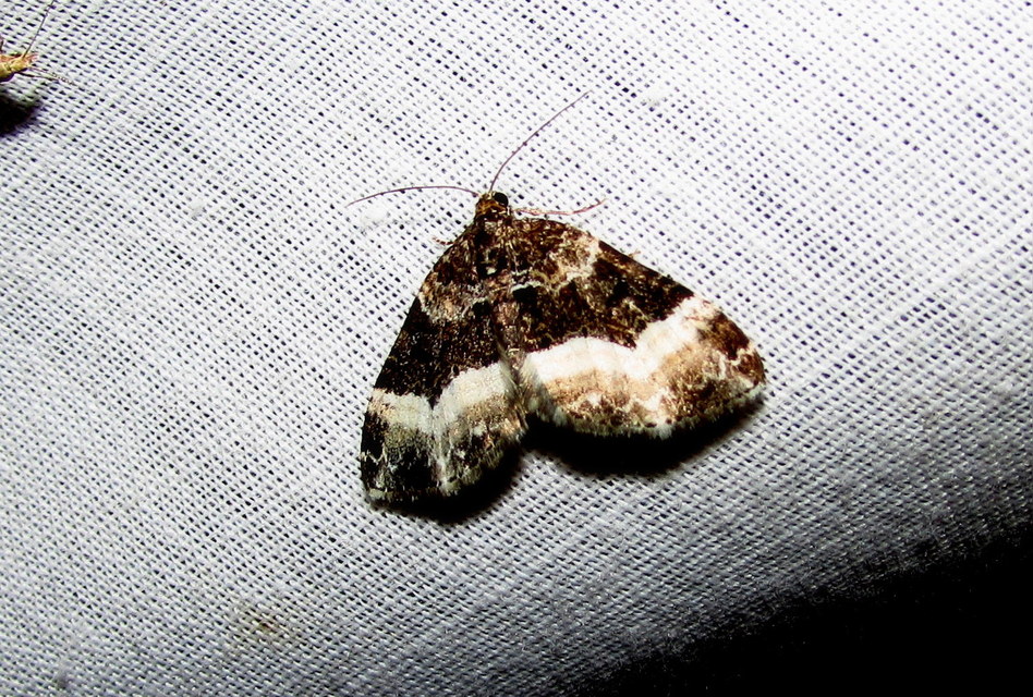 Euphyia unangulata - fogassávú tarkaaraszoló
