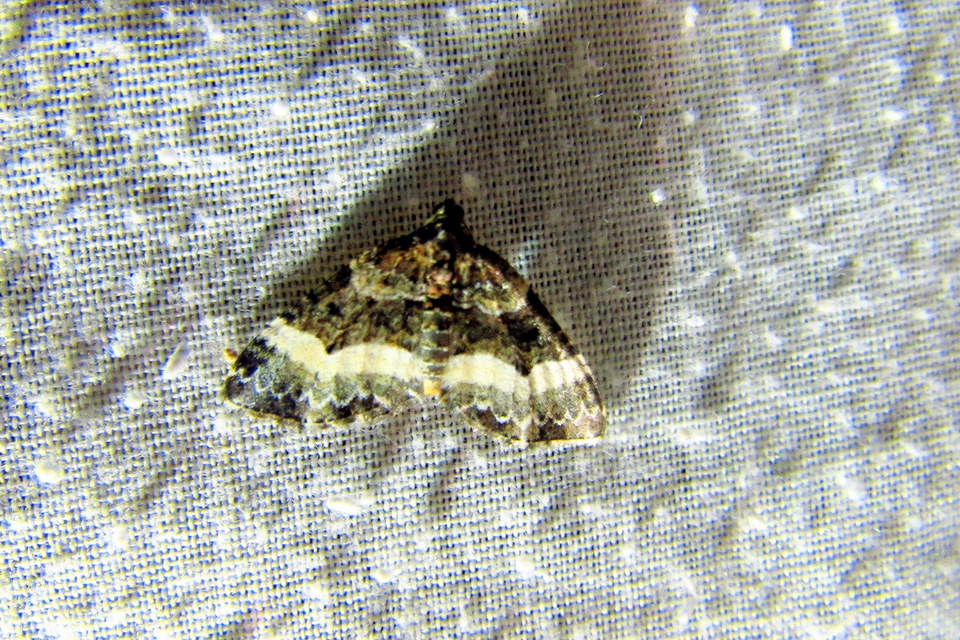 Euphyia unangulata - fogassávú tarkaaraszoló
