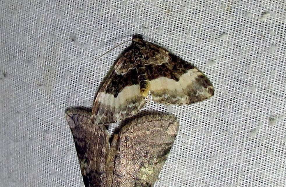 Euphyia unangulata - fogassávú tarkaaraszoló