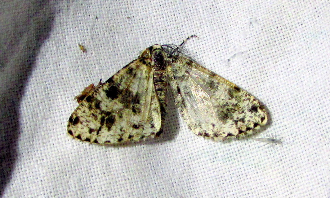 Fagivorina arenaria - bükkfaaraszoló