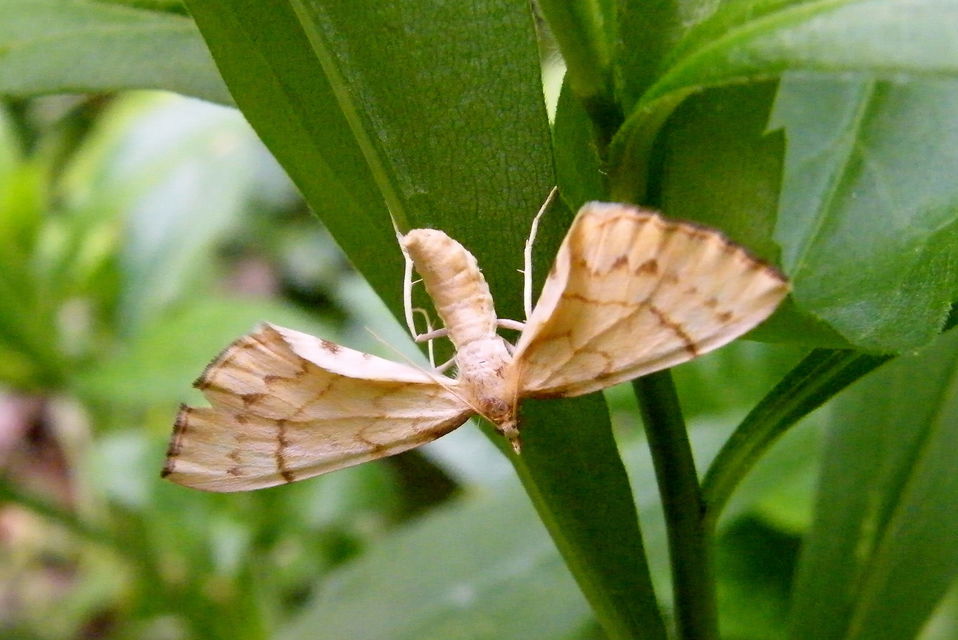 Eulithis pyraliata - sárga galajaraszoló