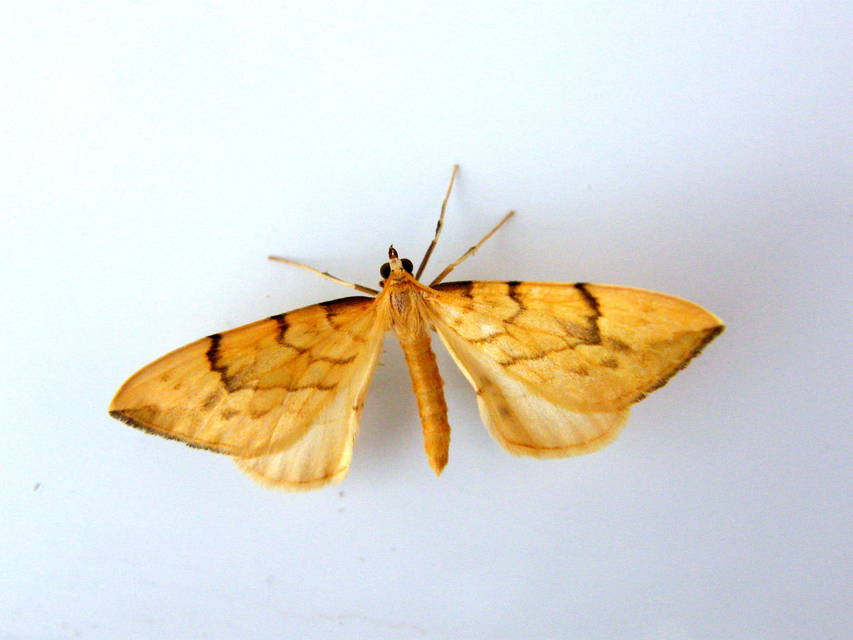 Eulithis pyraliata - sárga galajaraszoló
