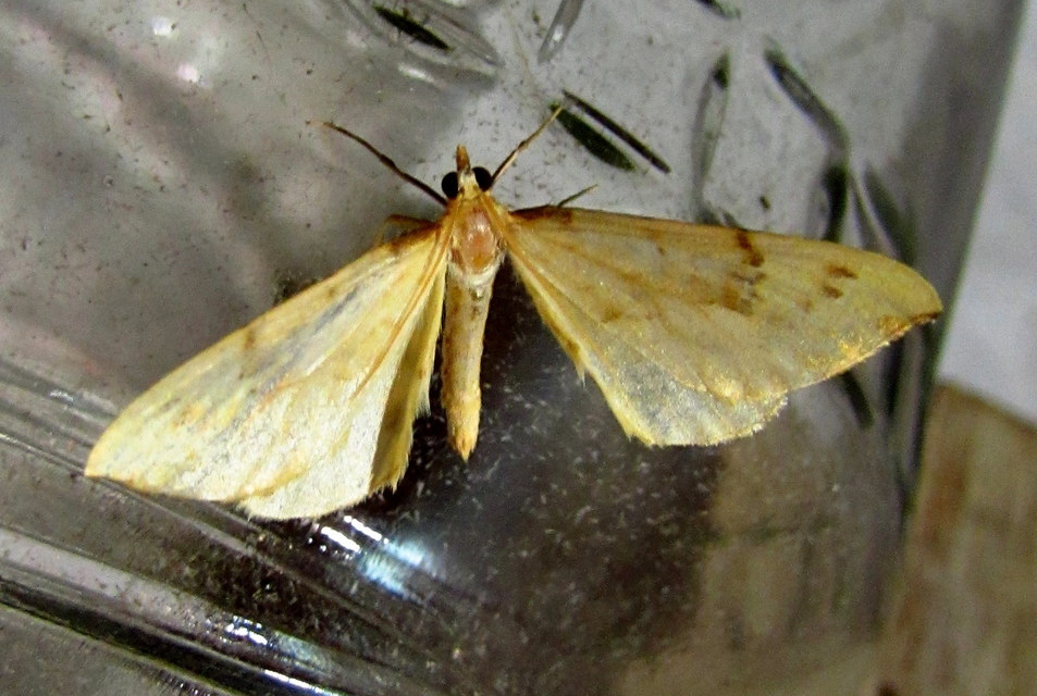 Eulithis pyraliata - sárga galajaraszoló