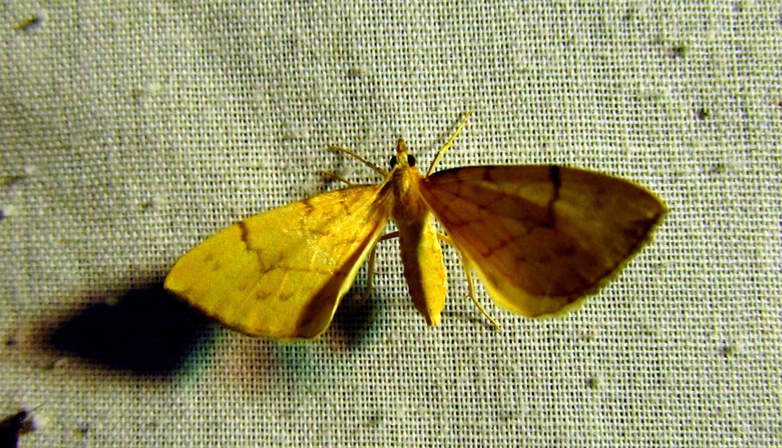 Eulithis pyraliata - sárga galajaraszoló